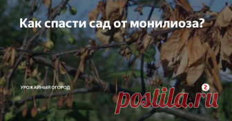 Как спасти сад от монилиоза? Как-то мой сад резко стал коричневым. Это было страшное зрелище. Только я видела зеленые листья и цветение, как все пожелтело, как осенью.
Оказывается, мой сад поразило грибковое заболевание, под сложным и тяжело выговариваемым названием монилиоз. Грибок поражает сливы, груши, вишни и другие фруктовые. Визуально будет казаться, что листья дерева кто-то облил кипятком или соляной кислотой. Причем,