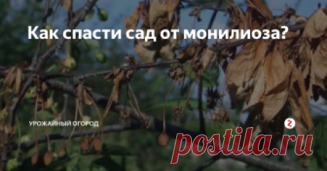 Как спасти сад от монилиоза? Как-то мой сад резко стал коричневым. Это было страшное зрелище. Только я видела зеленые листья и цветение, как все пожелтело, как осенью.
Оказывается, мой сад поразило грибковое заболевание, под сложным и тяжело выговариваемым названием монилиоз. Грибок поражает сливы, груши, вишни и другие фруктовые. Визуально будет казаться, что листья дерева кто-то облил кипятком или соляной кислотой. Причем,