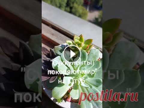Композиция из суккулентов, садик горшке Цветные суккуленты виды и названия. #эхеверия #седум #суккуленты...