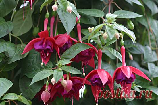 Клуб любителей комнатных растений • Просмотр темы - Фуксии (виды и сорта) Fuchsia