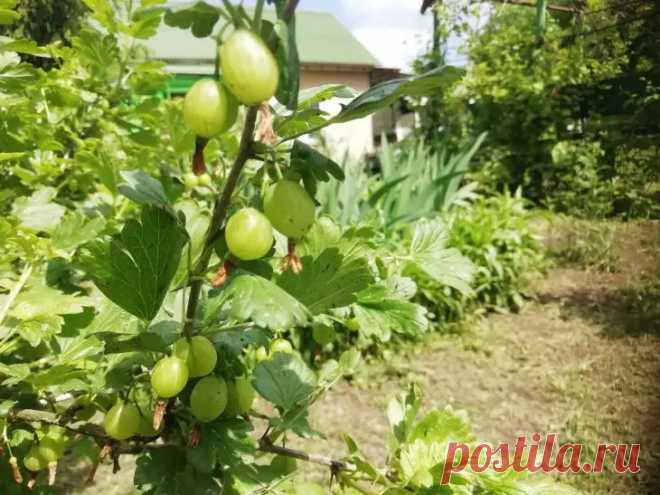 Секрет сочного крыжовника в жару: просто укройте землю под кустом этим. Жаркий июнь является серьезным испытанием для крыжовника. Ягоды часто мельчают, становятся суховатыми, могут осыпаться недозревшими из-за стресса.