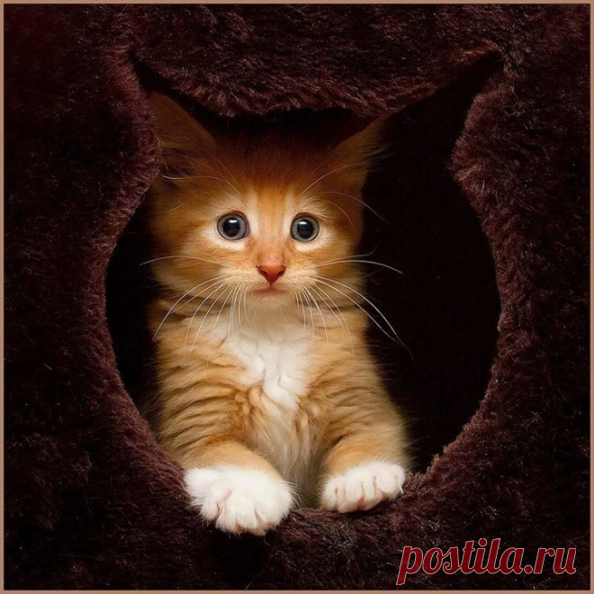 Популярное | Postila.ru