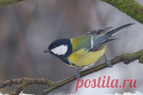 Большая синица (Parus ater) - Фотогалерея природы: синицы и поползни - Focus Nature Nature Photography