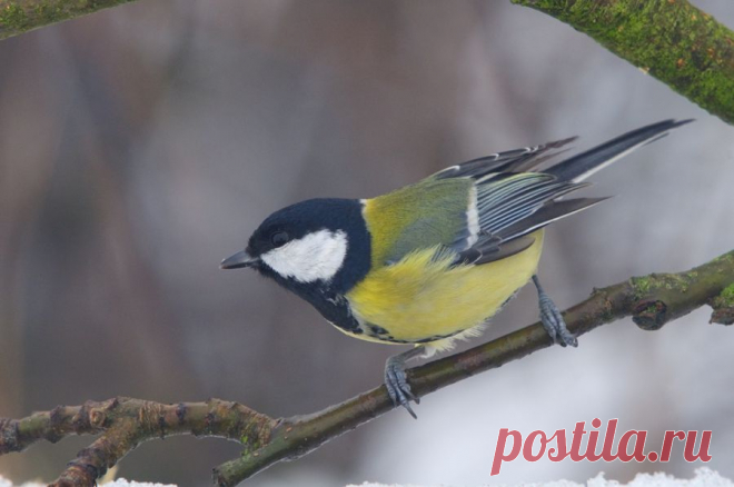 Большая синица (Parus ater) - Фотогалерея природы: синицы и поползни - Focus Nature Nature Photography