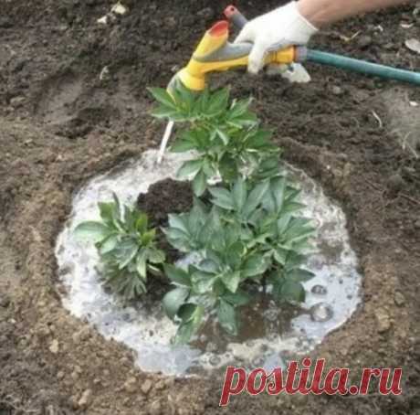 КОГДА И КАК ВНОСИТЬ УДОБРЕНИЯ ДЛЯ ПИОНОВ