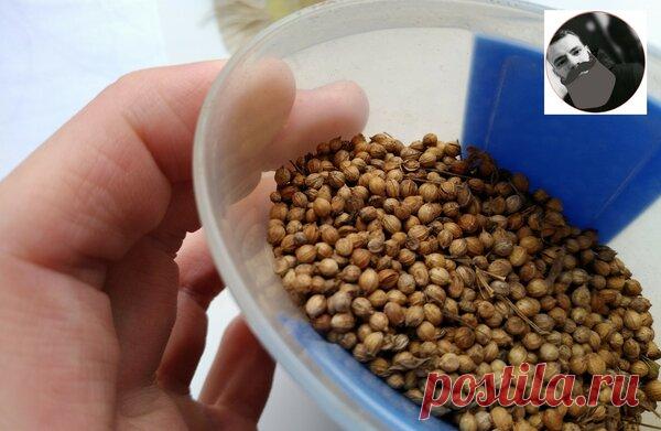 Три заболевания с которыми борется кориандр...О которых вы не знали! Опыт Знахаря | Знахарь Денис | Яндекс Дзен