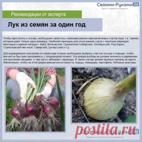 Лук из семян за 1 год