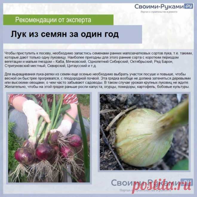 Лук из семян за 1 год