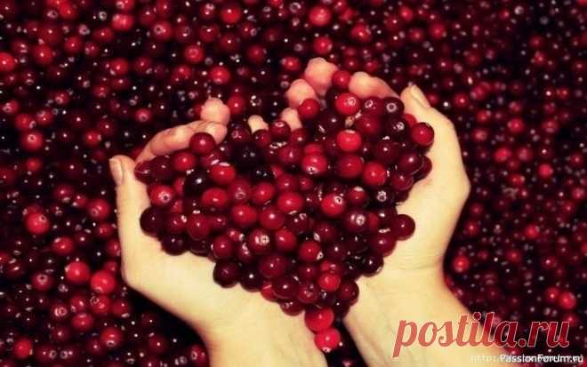 Клюква для сердца Сердце - это «мотор» нашего организма, и ему время от времени необходим «ремонт». Поможет этому обычная клюква, о которой все знают, но многие забывают.Для приготовления чудесного средства для укрепления сердечной мышцы необходимо промыть и просушить стакан клюквы. Разотрите ее деревянной...