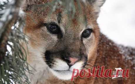Пин содержит это изображение: The Cougar - Desktop Nexus Wallpapers