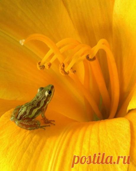 Желтые цветы, Лягушки and Желтый on Pinterest