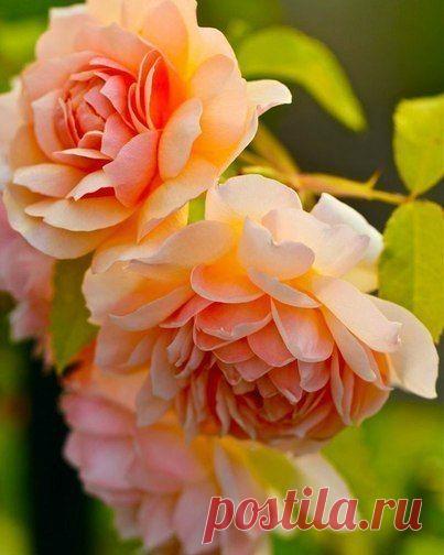 Красавица в ;абрикосовом одеянии