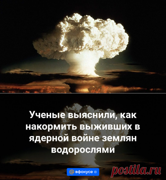 27-1-24--Ученые выяснили, как накормить выживших в ядерной войне землян водорослями - ВФокусе Mail.ru