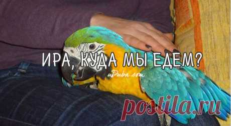 Диалог в маршрутке