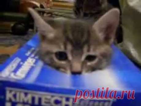 Забавы котят).