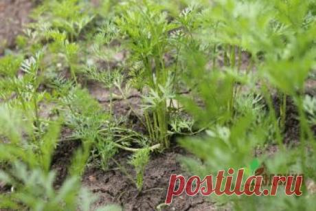 Расти, морковь, большая и еще больше | Эдвика | Яндекс Дзен