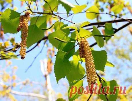 Рецепт от гайморита Весеннее тепло обманчиво.... / Уход за собой / С пользой для здоровья / Pinme.ru / Georgina