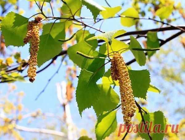 Рецепт от гайморита Весеннее тепло обманчиво.... / Уход за собой / С пользой для здоровья / Pinme.ru / Georgina