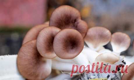 #Грибы вешенки. Рецепты соленых вешенок
- Вкусный способ ферментации вешенок
- Соленые вешенки аля Польский стиль
- Соленые вешенки холодным способом
- #Соленые_вешенки за сутки
- Соленые #вешенки пряные