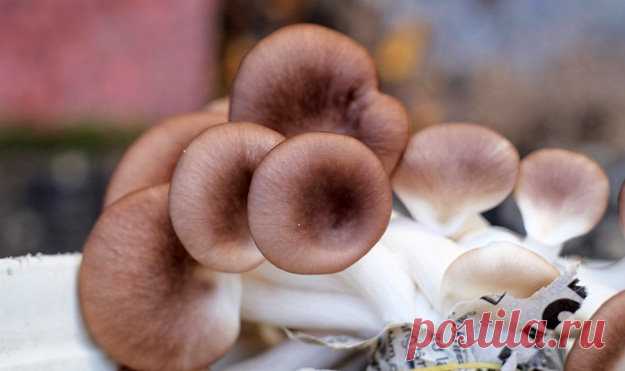 #Грибы вешенки. Рецепты соленых вешенок 

- Вкусный способ ферментации вешенок 
- Соленые вешенки аля Польский стиль
- Соленые вешенки холодным способом
- #Соленые_вешенки за сутки
- Соленые #вешенки пряные