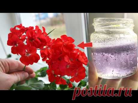 Кормите герань весь февраль этим! Весной зацветет столбом. проверенная подкормка для цветения герани