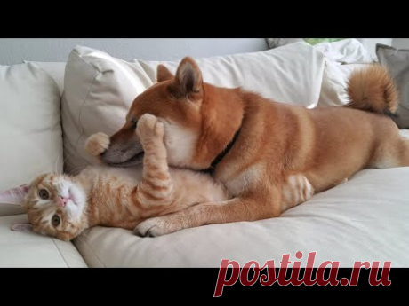 Самые смешные животные / Приколы с котами и собаками 2021 #7