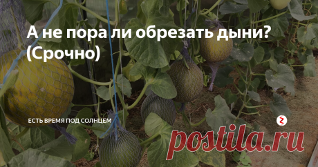А не пора ли обрезать дыни? (Срочно) В этой теплице посажено 60 растений дыни, которые я выращиваю вертикально. И формирую их в одну плеть.