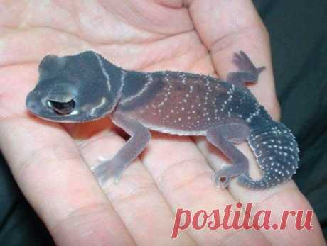 Ящерица геккона | WorldCity