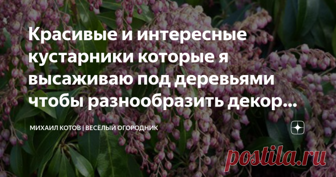 Красивые и интересные кустарники которые я высаживаю под деревьями чтобы разнообразить декор своего участка