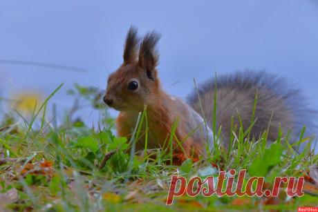 Фото: Белка. Фотограф Константин Анисимов. Фото животных. Фотосайт Расфокус.ру