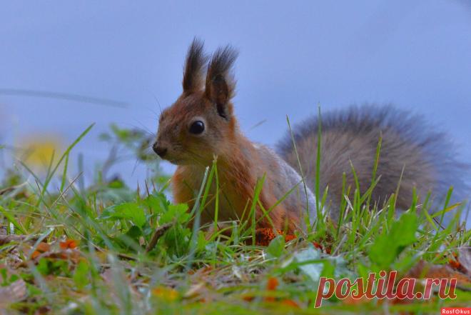 Фото: Белка. Фотограф Константин Анисимов. Фото животных. Фотосайт Расфокус.ру