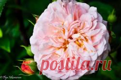 Подкармливаем розы правильно! Розы любят, когда их «кормят». Главные требования это своевременность и полезность подкормки. Какие же существуют правила при подкормке роз? Об этом и хочу рассказать.О необходимости подкормокРастения подкармливают для обильного цветения, здоровья и полноценного развития. Наиболее эффективными видами подкормок считаются - смешанные. Когда чередуют ...