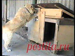 Видео в рубрике: "Наши домашние животные"