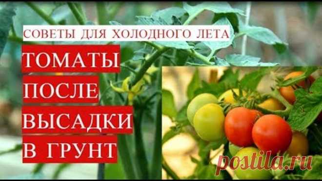Подкормка Томатов После Высадки в Грунт. Новый Способ Полива Томатов. (03.06.2017)