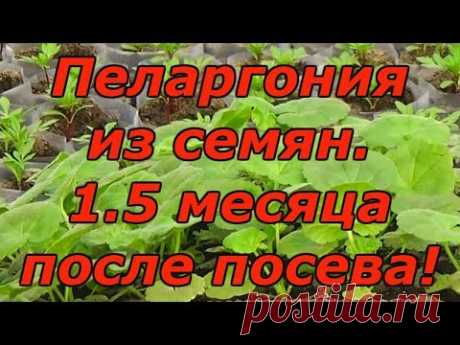 ПЕЛАРГОНИЯ (ГЕРАНЬ) через 1.5 месяца после посева. Как вырастить красивую пеларгонию?