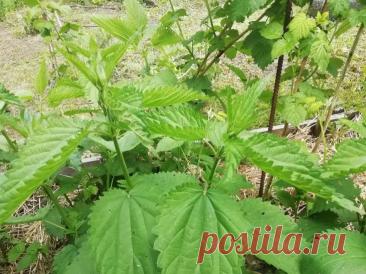 Как сделать супер-удобрение из крапивы за 3 дня: рецепт, который заменит всю химию с магазина. Огородники все чаще отказываются от химии в пользу натуральных средств.