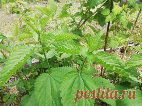 Как сделать супер-удобрение из крапивы за 3 дня: рецепт, который заменит всю химию с магазина. Огородники все чаще отказываются от химии в пользу натуральных средств.