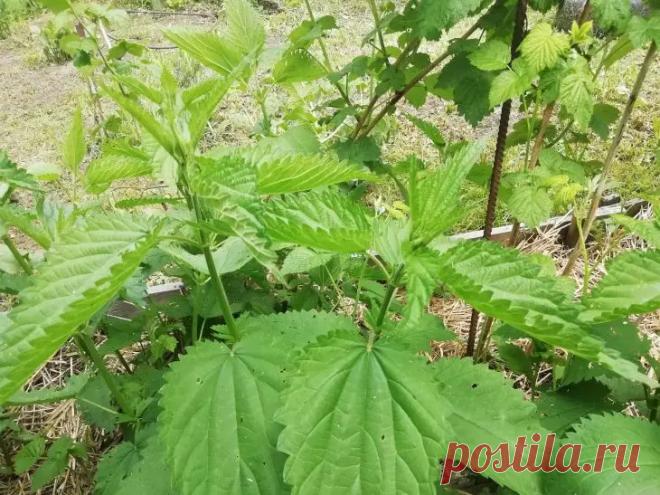 Как сделать супер-удобрение из крапивы за 3 дня: рецепт, который заменит всю химию с магазина. Огородники все чаще отказываются от химии в пользу натуральных средств.