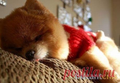 Настоящая звезда интернета померанский шпиц Бу, покорил весь мир. Свою популярность этот маленький песик начал со скромной странички на Facebook и всего за каких-то пять лет он сумел набрать более 1,8 миллиона подписчиков. Заботливая хозяйка время от времени стрижет свою собачку и постоянно выкладывает на радость поклонникам новые фото и видео с комментариями от его имени. Бу сейчас снимается в рекламе со знаменитой моделью Phebe Stadley.