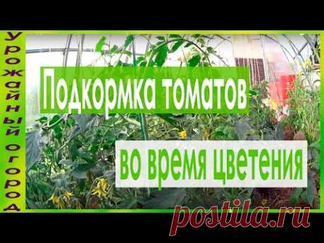 ПОДКОРМКИ ТОМАТОВ ВО ВРЕМЯ ЦВЕТЕНИЯ!