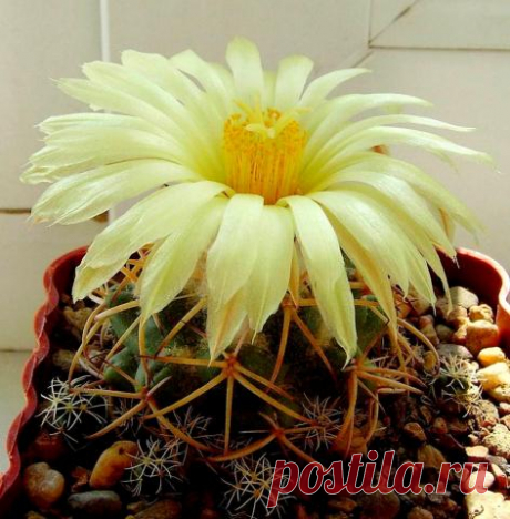 Кактус - форум -&gt; Галерея -&gt; Просмотр изображения -&gt; Coryphantha bumamma