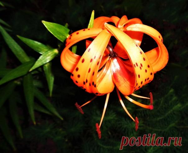 Вертушка-тигровая лилия)))🌠🧡