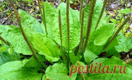 Этот небольшой сорняк является одним из самых полезных на планете лекарств