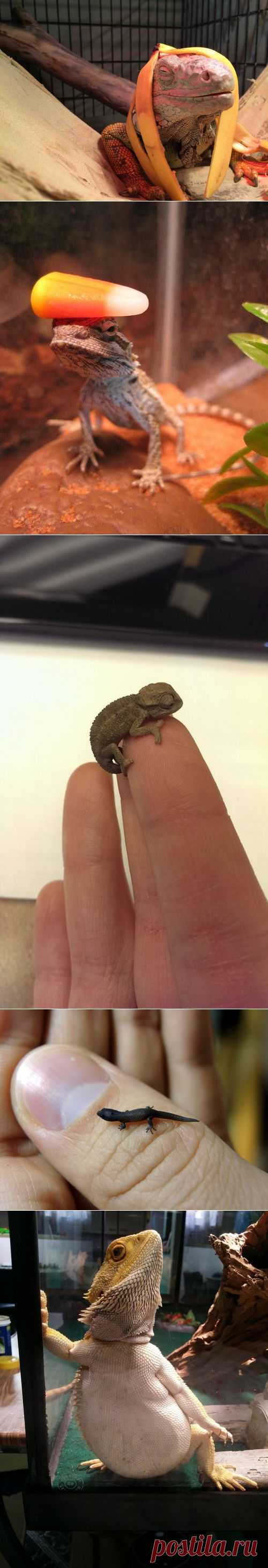 Очарование рептилий