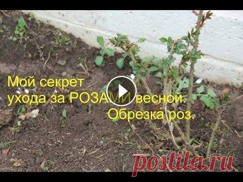 Мой секрет ухода за РОЗАМИ весной. Обрезка роз. Уход за розами после зимы. И пару слов о тюльпанах....