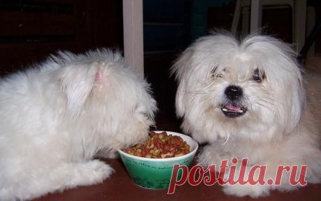 Какие крупы можно и нельзя давать собакам крупных и мелких пород, какую можно варить