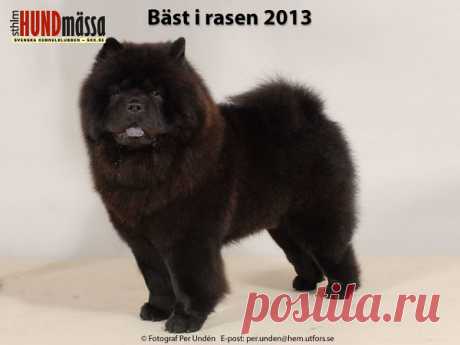 CHOW CHOW Domare: OLDHAM RODNEY, STORBRITANNIEN  DK UCH NO UCH SE UCH LONG FENG CAPTAIN JACK SPARROW Ägare: HEDENGRAN LENE, ENKÖPING Uppfödare: HEDENGRAN LENE SHILA, ENKÖPING