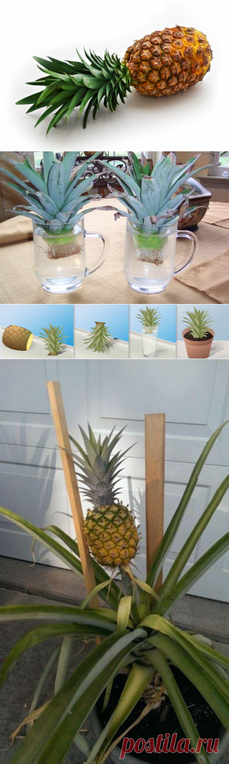 Как посадить и вырастить ананас в домашних условиях