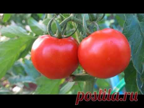 БОРНАЯ КИСЛОТА +МОЛОКО+ЙОД+ГУМАТ  для УРОЖАЙНОСТИ  и  от  БОЛЕЗНЕЙ  -ТОМАТОВ ,ОГУРЦОВ,ПЕРЦА