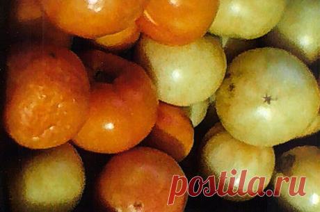 Почему не дозревают сорванные помидоры?
Иногда помидоры долго не могут вызреть даже при комнатной температуре и так и лежат зеленые. В чём причина?
Ответ эксперта
Отвечает кандидат с.-х. наук Ольга Гуцалюк:
– Жаль, что а…